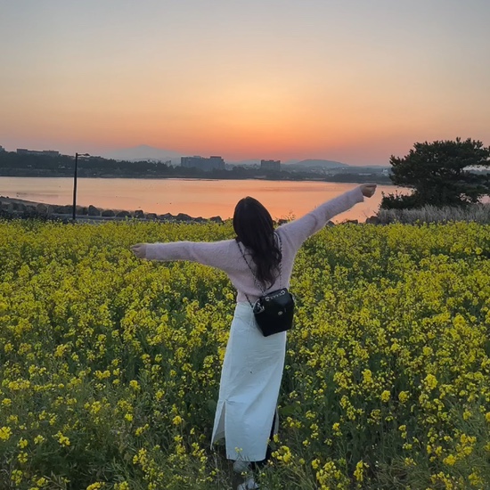  제주도 유채꽃 제일 예쁜 곳 유채꽃 재배단지 성산일출봉 섭지코지 말 체험 광치기 해변 포토존 주차장