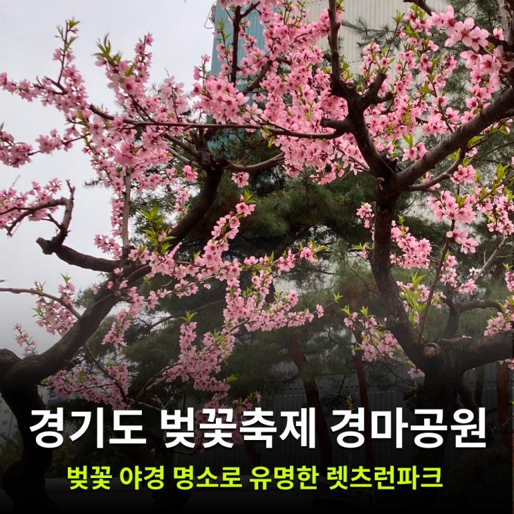 경기도 벚꽃명소 과천 경마공원 렛츠런파크에서 벚꽃축제 즐겨요