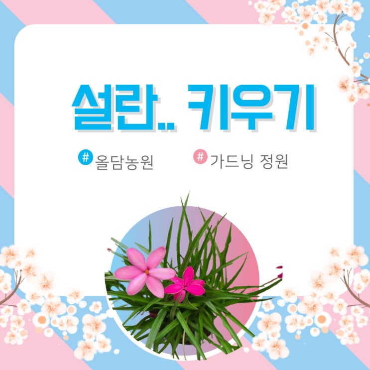  설란(雪蘭)