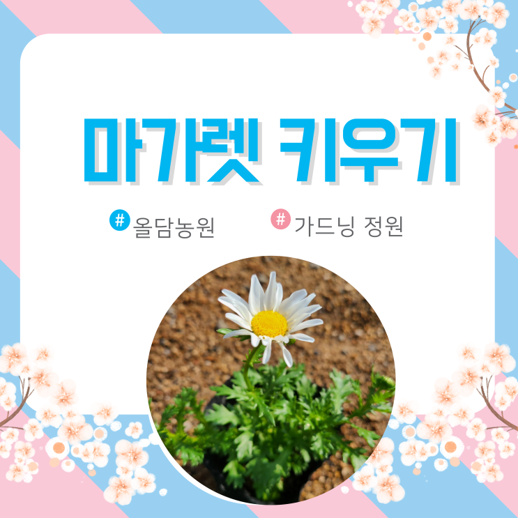  마가렛 키우기