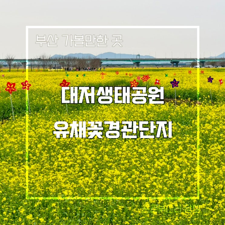 부산 대저생태공원 유채꽃 개화상태 부산도시농업박람회 기본정보