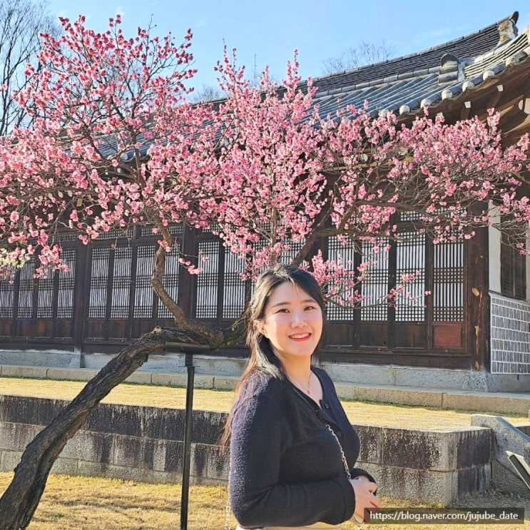  봄꽃 구경하기 좋은 봄 여행지 아산 현충사 홍매화 개화 실시간