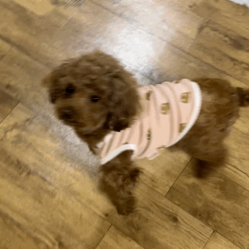 쁘띠하루 강아지 버그가드 곰돌이 나시로 짜장이 봄 나기 ! 쁘띠하루 강아지 버그가드 곰돌이 나시로 짜장이 봄 나기 !