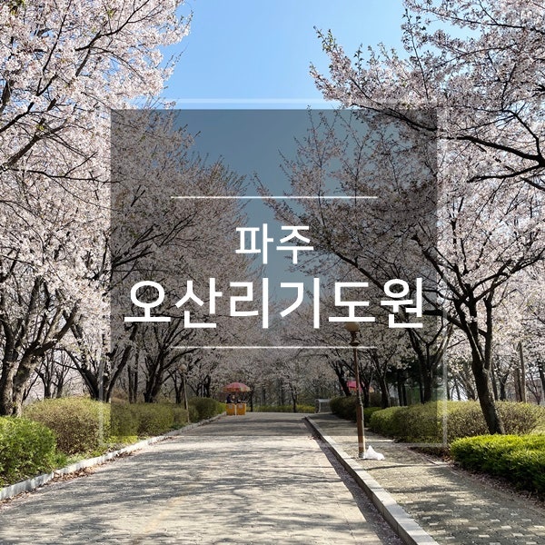  경기도 벚꽃명소 가볼만한곳 파주 여행 오산리기도원(최자실기념금식기도원) 4월 핫플 나들이 꽃구경 볼거리 가득한 당일치기 데이트 드라이브코스