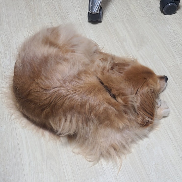  오늘의 일기. 대체적으로 아무것도 하고 싶지 않은데 쿠팡 체험단은 하고 싶어.