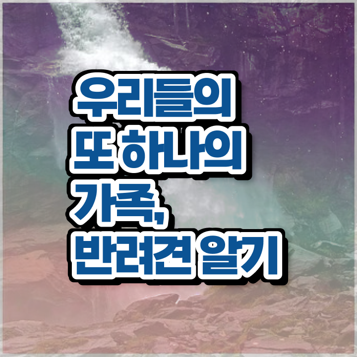  1급반려동물관리사전문교육원  반려동물관리사 자격요건  콕콕 짚어드립니다