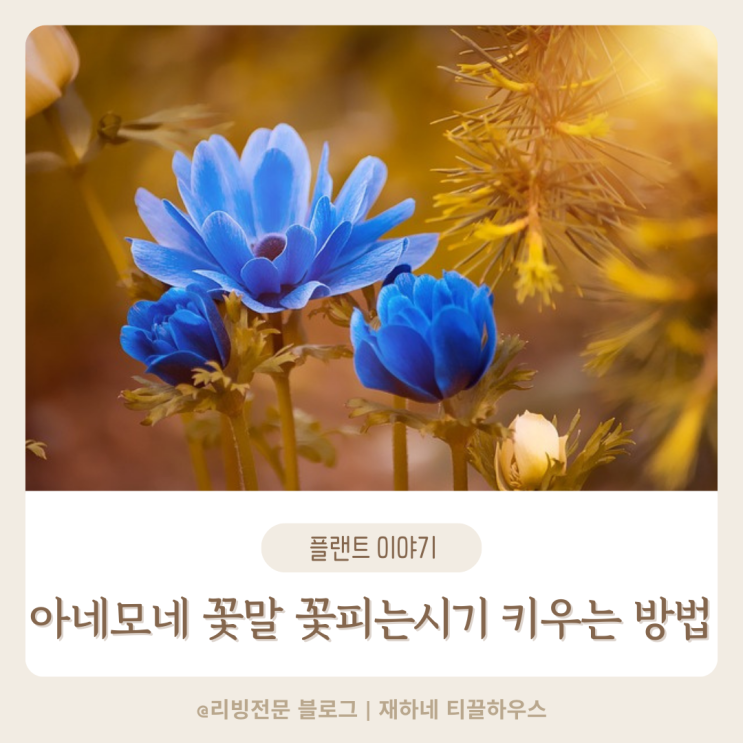  아네모네 꽃말 꽃피는 시기 키우는 방법