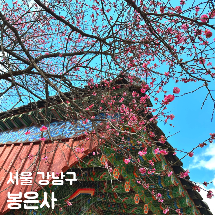 4월 서울 꽃구경 봉은사 홍매화 실시간 주차