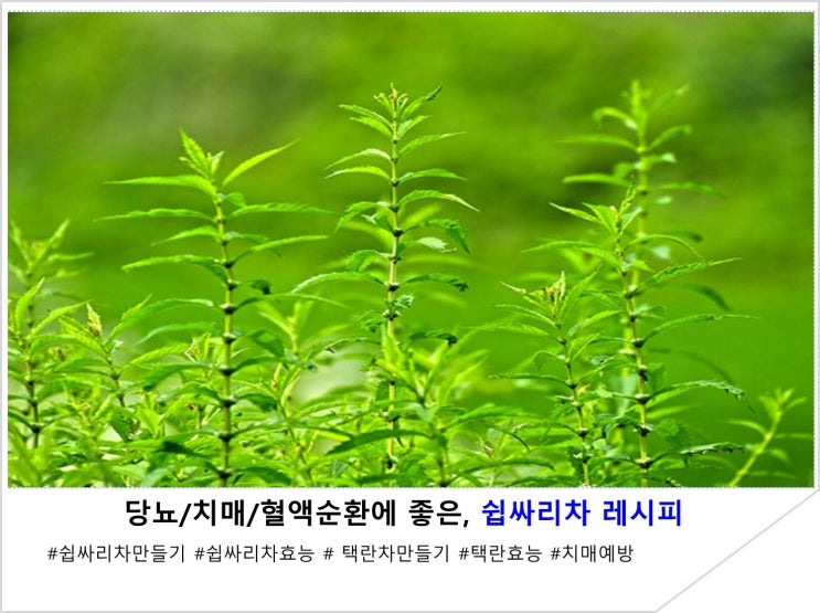  당뇨/치매/혈액순환에 좋은, 쉽싸리차 레시피