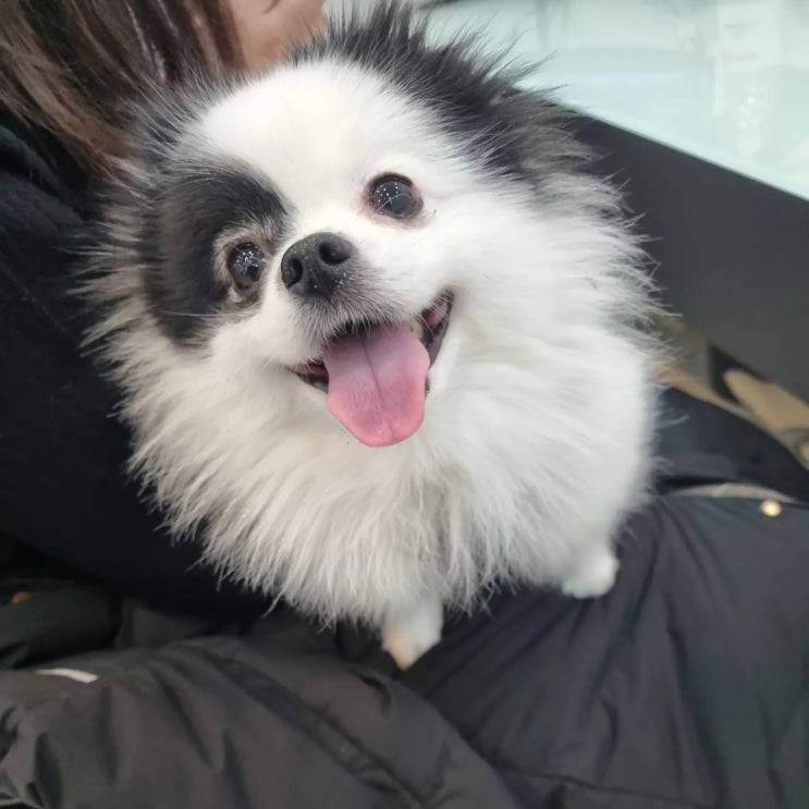  정발산,장항동 애견미용학원 수강료 할인받고 자격증 취득방법