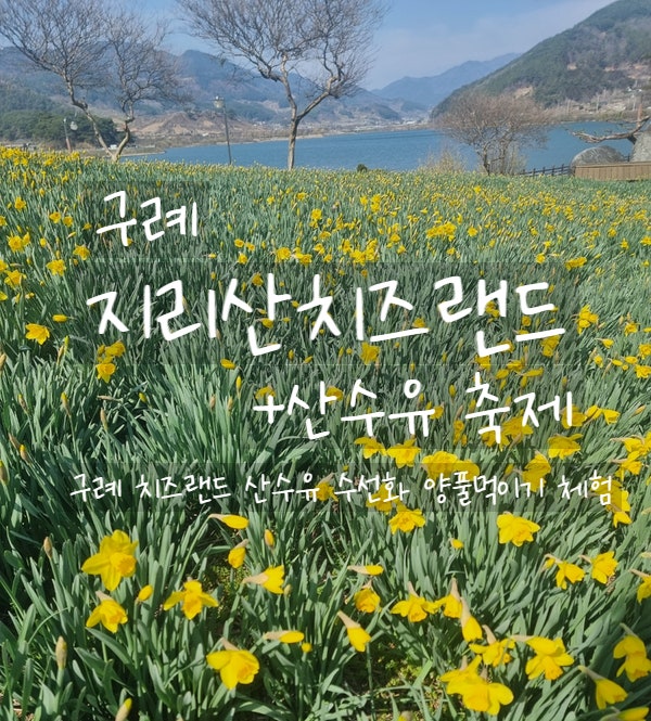 구례, 광주근교여행 지리산치즈랜드 수선화, 산수유 축제 구례여행