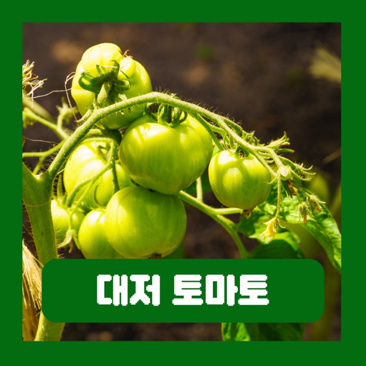  대저 토마토 제철 효능 부작용 짭짤이토마토 고르는법