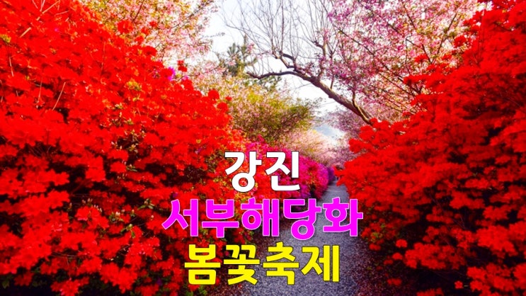 전라도 4월 철쭉·해당화 축제, 강진 남미륵사 서부해당화봄꽃축제 (기본정보, 주차장, 개화시기) 전라도 4월 철쭉·해당화 축제, 강진 남미륵사 서부해당화봄꽃축제 (기본정보, 주차장, 개화시기)