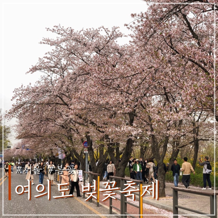 2024 <b>여의도 봄꽃축제</b> 일정 기본정보 및 윤중로 벚꽃