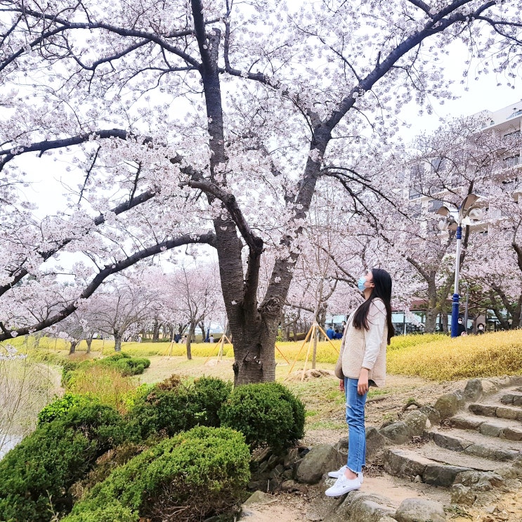  경주 보문관광단지 벚꽃: 경주 가볼 만한 곳, 경주 여행