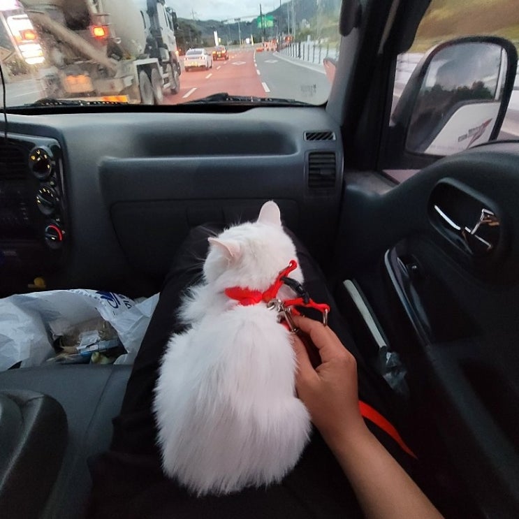  산책냥이 되어버린 난이 산책