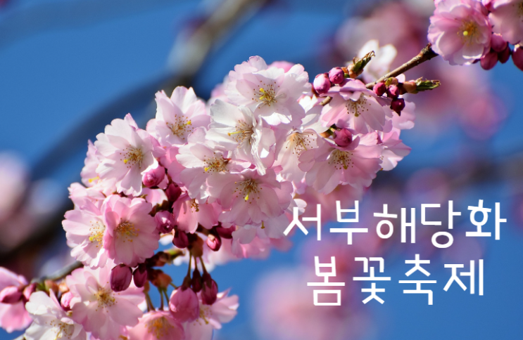 남미륵사 강진 서부해당화 봄꽃축제 (+ 주차, 그 외 볼거리)