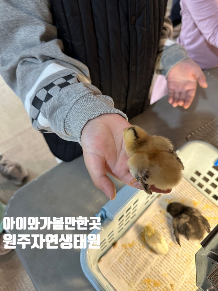  원주 아이와가볼만한 곳 자연생태원 체험 가능!