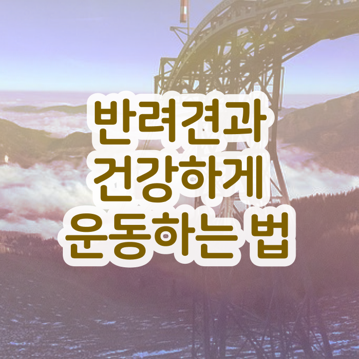  반려견운동지도사 분석가 , 반려견운동지도사 자격증 커리큘럼 알아볼까요