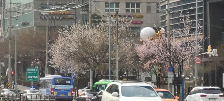  벚꽃 관찰 일지5. 3/29 여의도, 경의선 숲길 벚꽃 상황