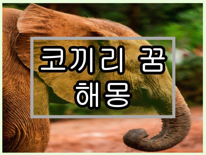 코끼리꿈 아기 코끼리 꿈 해몽 태몽