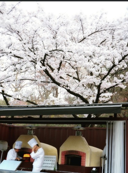 서울 벚꽃 명소 워커힐호텔