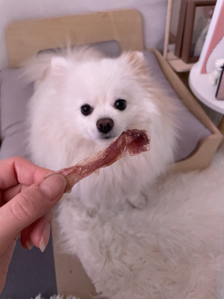  튼튼하개냥 사람과 같이먹는 강아지간식 태국악어고기 태국악어냉동육