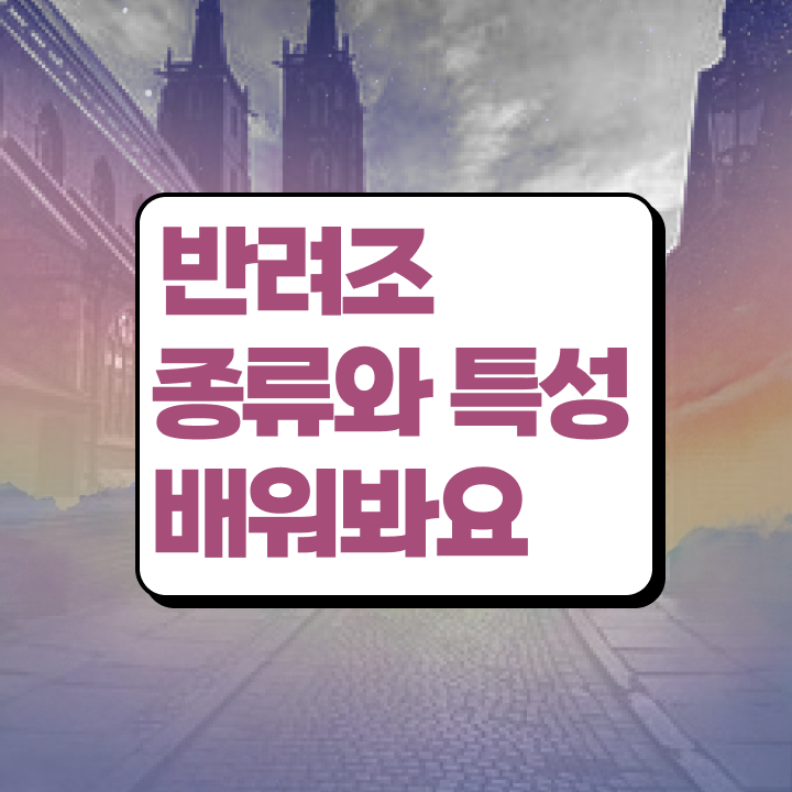  말하는 앵무새 가격 , 반려조관리사 자격증 취업 정보 정리했어요