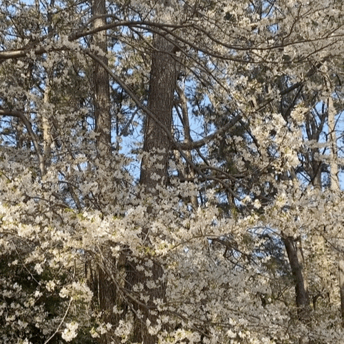  부산 봄 아이랑 가볼만한 곳 ::장산 대천공원 (feat. 장산벚꽃, 대천공원 놀이터)