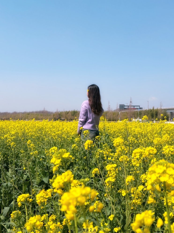 부산 벚꽃 유채꽃명소 대저생태공원 실시간 개화 2주차장 이용
