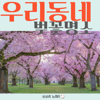  비발디파크 보다 더 멋진 우리동네 벚꽃명소, 우리나라벚꽃