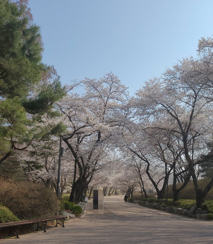  벚꽃 명소