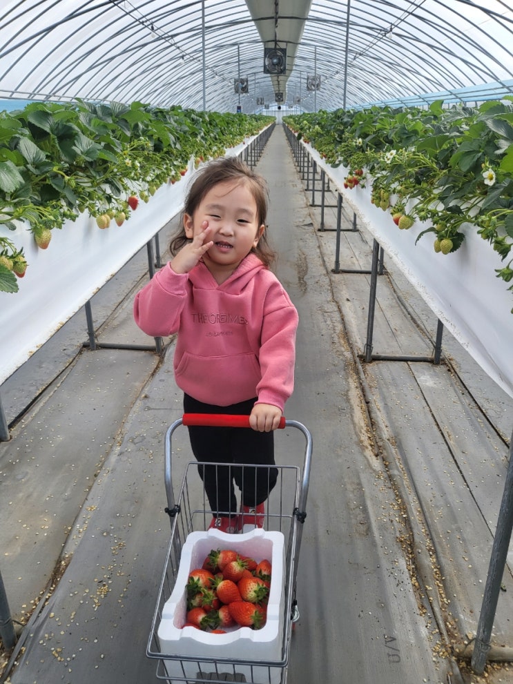  딸기 농장체험 논산 "다나딸기농장" 아이랑 가볼만한곳!