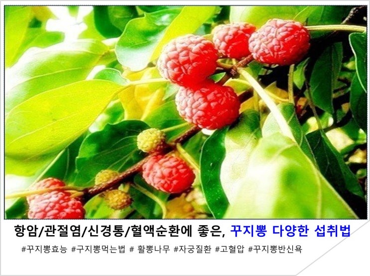  항암/관절염/신경통/혈액순환에 좋은, 꾸지뽕 다양한 섭취법