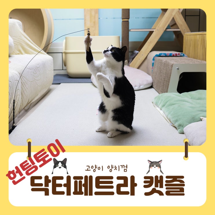  고양이 반자동 먹이 장난감 미끼교체 하면서 활동량 늘린 방법
