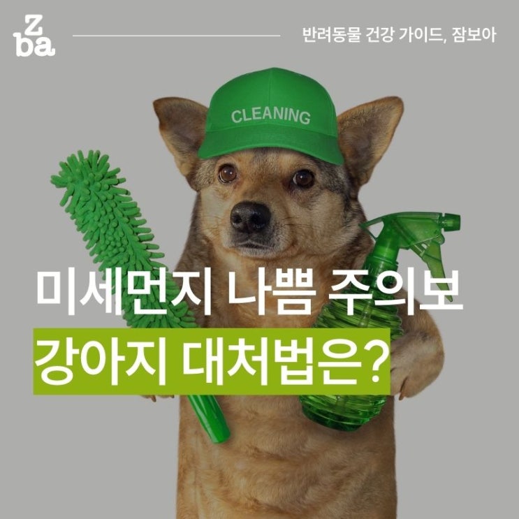  미세먼지 나쁨 주의보! 강아지 대처법은?