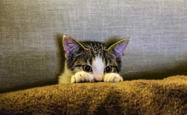 고양이 천식 증상 기침 켁켁 치료 알레르기 조심