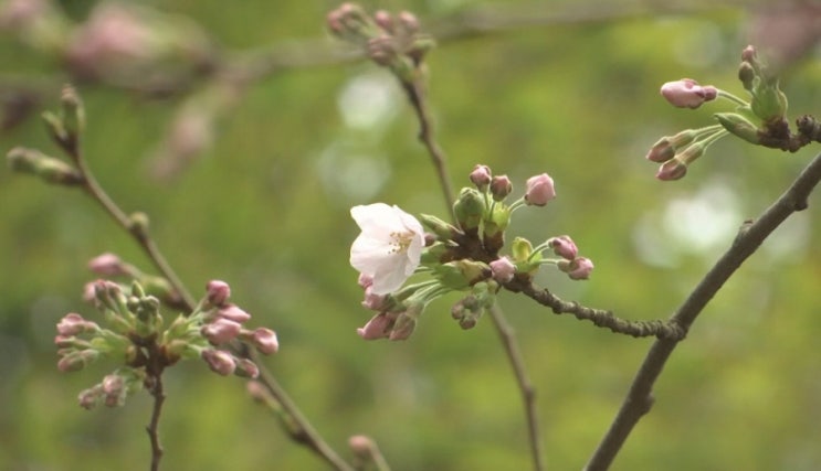 다화(茶花), 봄날