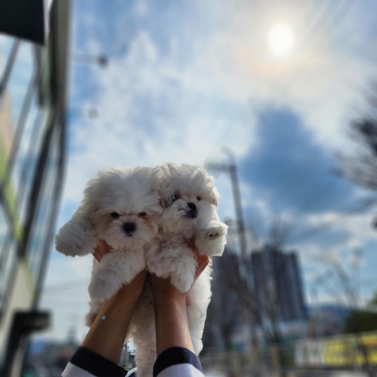  [경산강아지분양]경산말티즈분양_미소천사_말티즈"베베"