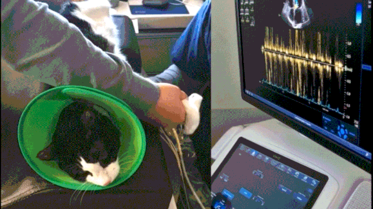 고양이 심근비대증 왕십리 BK심장 동물병원 고양이 심장초음파 바이오마커 진료 후기
