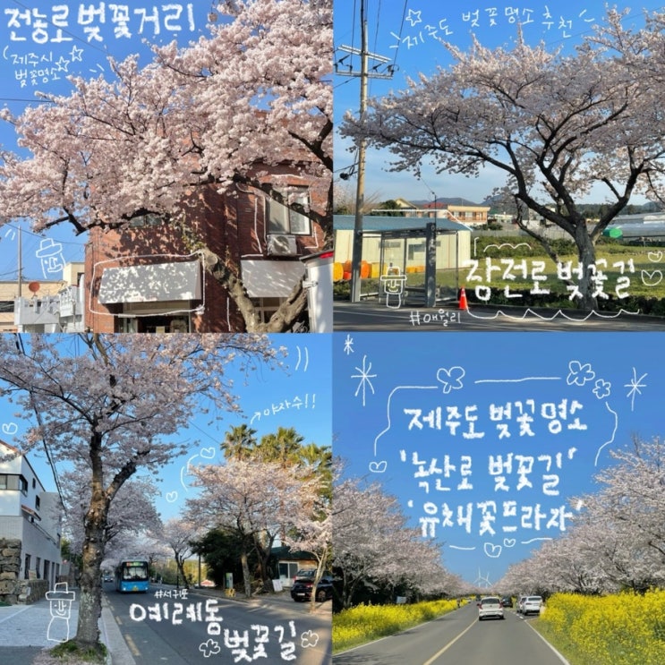 봄나들이, 제주도 최고의 벚꽃 명소 4곳 추천!