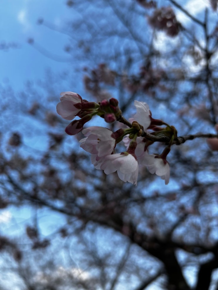  울산 작천정 벚꽃 / 개화 상황 / 울산 벚꽃축제 / 작천정