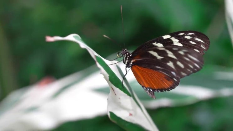  산림기사 자격증 산림기사 합격 비법 알아볼게요