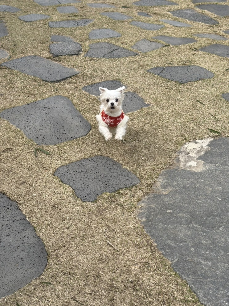  광주 애견동반 한옥 카페 세하동 가배당