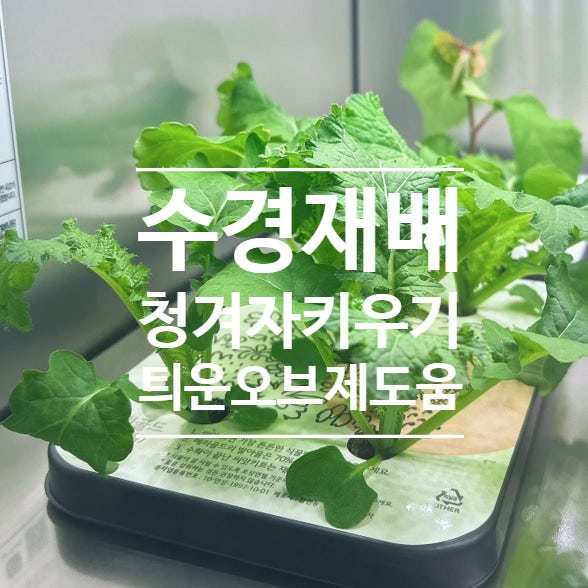  청겨자 키우기 수경재배 중