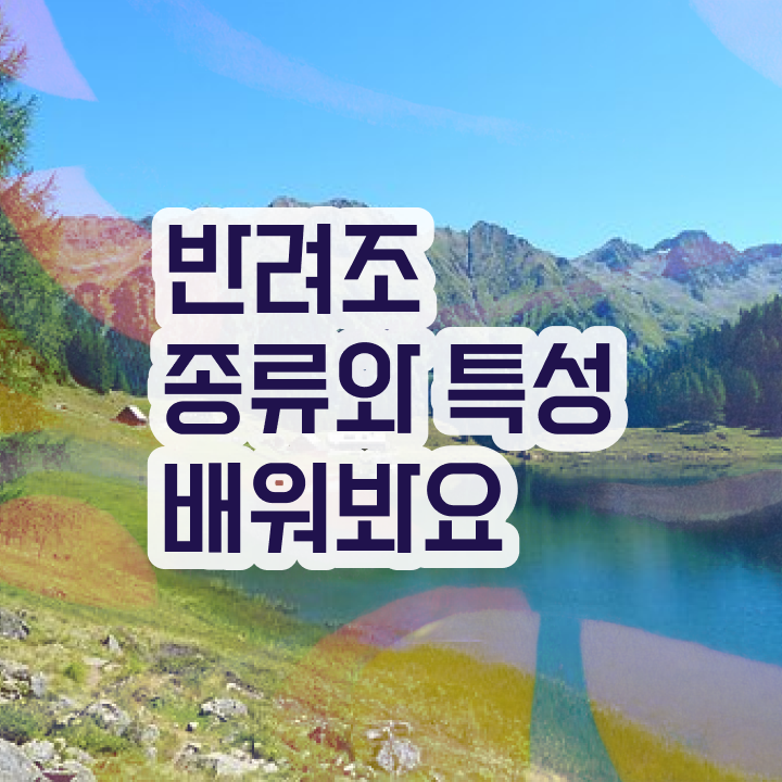  퀘이커 앵무새 분양 , 반려조관리사 자격증 활용방법 정보 가득