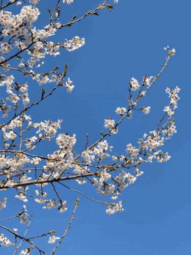 벚꽃 명소 인천 드림파크 & 충주 건지마을