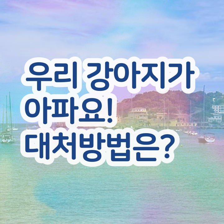  대전 반려동물의료비지원 , 반려동물관리사 자격증 온라인으로 손쉽게 취득한 방법