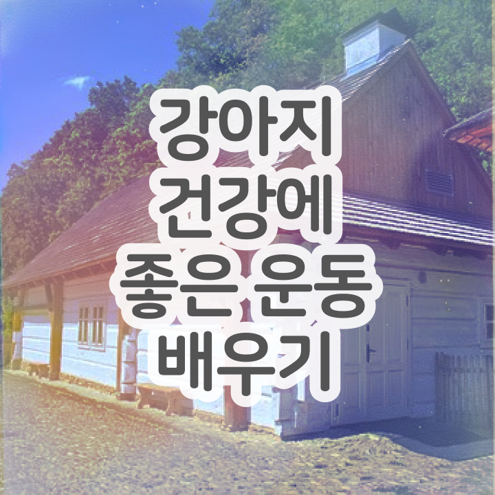  반려견운동지도사 클래스 , 반려견운동지도사 자격증 독학으로 취득한 노하우 , 커리어 활용방안