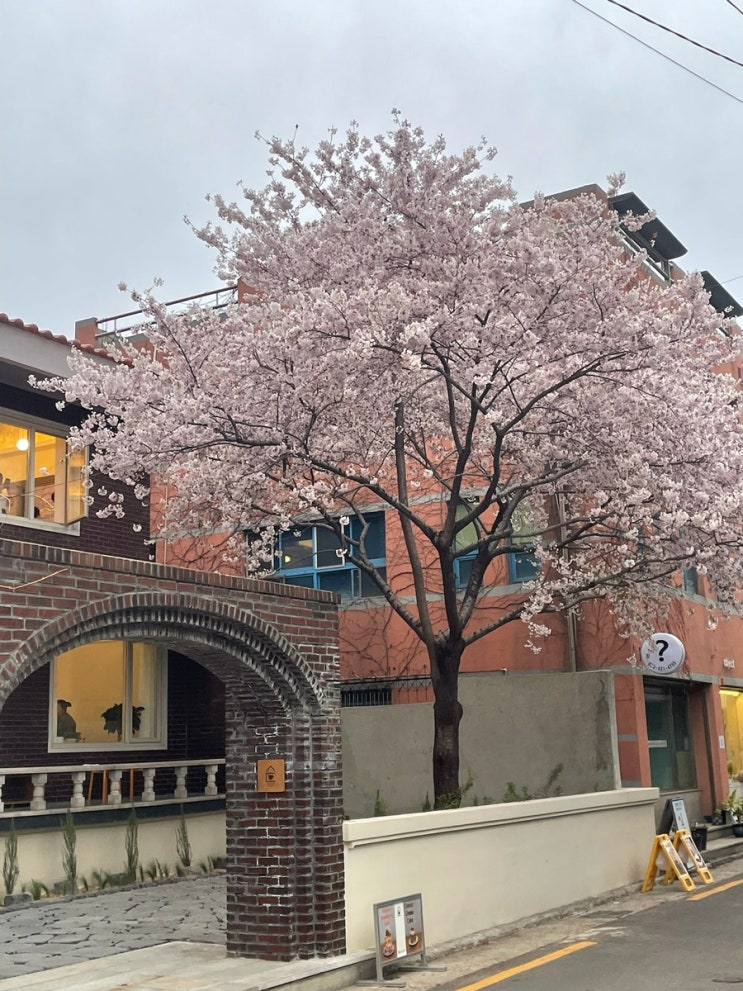  [대구 삼덕동 신상 카페] 낮밤 벚꽃성지  카페 삼덕(구 엘아이티)